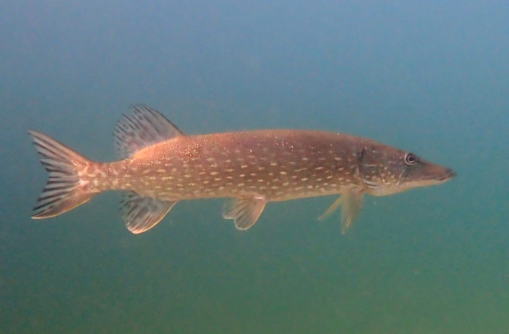 Hauki Esox lucius