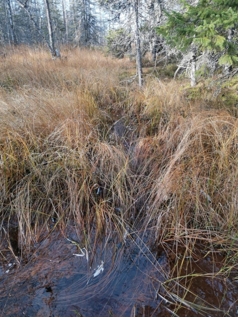 Luonnontilaiselta suolta tulevaa kirkasta vettä.